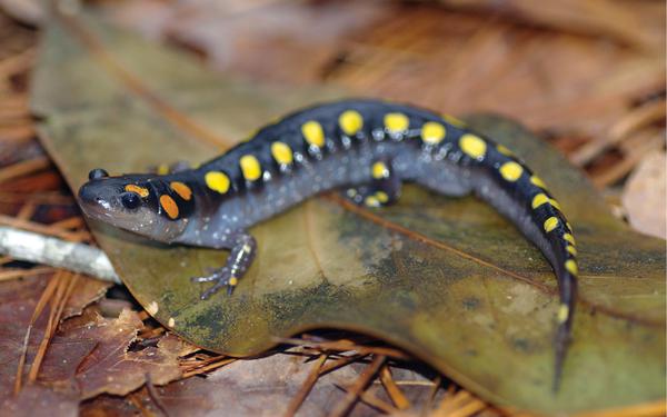 A black salamander with yellow spots along the length of its body and orange spots on its head.